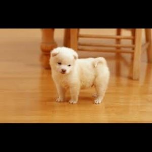 Meet your Posher, Alfred